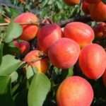 Цикл рассказов о сухофруктах: курага КОРОЛЕВСКАЯ. Яркая, солнечная с