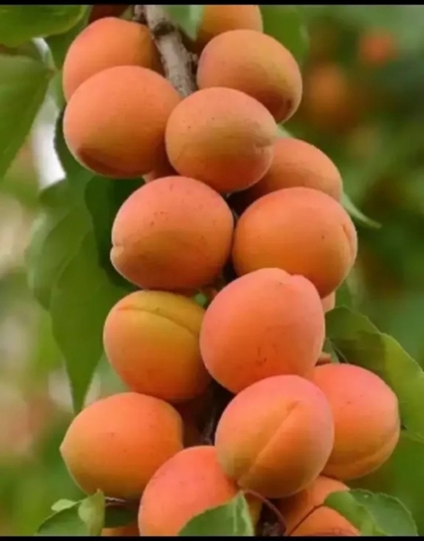А в Таджикистане уже поспели первые майские абрикосы, тутовник