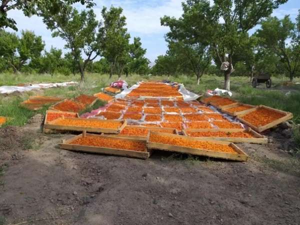 Созрели абрикосы, наступила долгожданная пора сборки и сушки урожая