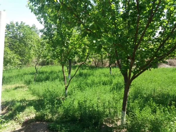 В Таджикистане уже лето, солнце, + 22 и растущие